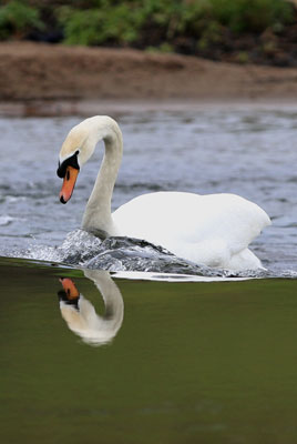 Swan reflection by Neil Salisbury